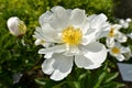 White Chinese peony flower