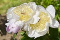 White Chinese peony flower