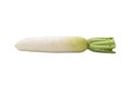 White Chinese radish