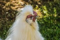 White Chinese Silkie Chicken Waikiki Oahu Hawaii Royalty Free Stock Photo