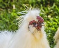 White Chinese Silkie Chicken Waikiki Oahu Hawaii Royalty Free Stock Photo