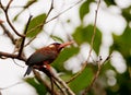 White-chinned Jacamar Royalty Free Stock Photo