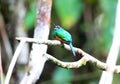 White-chinned Jacamar