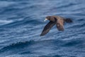 White-chinned Petrel in flight Royalty Free Stock Photo