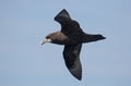 White-chinned Petrel in flight Royalty Free Stock Photo