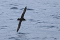 White-chinned Petrel, Procellaria aequinoctialis, in flight Royalty Free Stock Photo