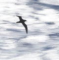 White-chinned Petrel, Procellaria aequinoctialis Royalty Free Stock Photo