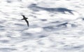 White-chinned Petrel, Procellaria aequinoctialis Royalty Free Stock Photo