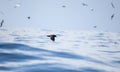 A White Chinned Petrel, Procellaria aequinoctialis, flying over the ocean in South Africa Royalty Free Stock Photo