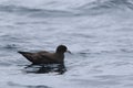 White-chinned Petrel, Procellaria aequinoctialis, on ocean Royalty Free Stock Photo