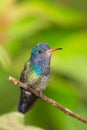 White chinned Sapphire hummingbird perched on twig