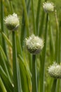 White chive flowers in the garden, Allium Fistulosum, close up