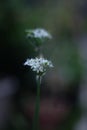 White chives. bloom all the time regardless of the season Royalty Free Stock Photo