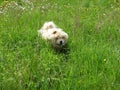 A white chow-chow dog in the grass.