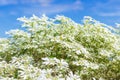 White Christmas bush Euphorbia leucocephala