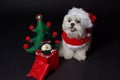 White christmas dog Royalty Free Stock Photo