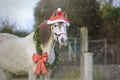 White Christmas horse with Santa& x27;s hat Royalty Free Stock Photo