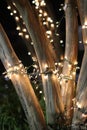 White Christmas lights on crepe myrtle tree trunk at night