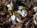 White Christmas rose or black hellebore (helleborus niger) \'Stamm England\' in full bloom and open petals Royalty Free Stock Photo