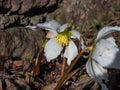 White Christmas rose or black hellebore (helleborus niger) 'Stamm England' in full bloom and open petals Royalty Free Stock Photo