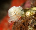 White Christmas Tree Worm Royalty Free Stock Photo