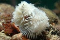 White Christmas Tree Worm Royalty Free Stock Photo