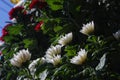 White Chrysant flowers