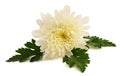 White chrysanth flower Royalty Free Stock Photo