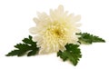 White chrysanth flower