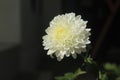 The White Chrysanth in morning