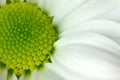 White chrysanthemum Royalty Free Stock Photo