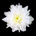 White Chrysanthemum