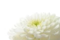 White chrysanthemum Royalty Free Stock Photo