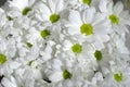 White chrysanthemum