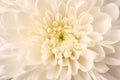 White Chrysanthemum Royalty Free Stock Photo