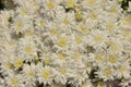 White chrysanthemum backdrop. Autumn flowers Royalty Free Stock Photo