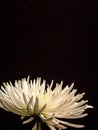 White chrysanthemum bloom isolated on black with copy space Royalty Free Stock Photo