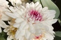 White Chrysanthemum Bloom Royalty Free Stock Photo