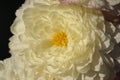 A white chrysanthemum bud with purple tips close-up lying in the summer sun. Yellow stamens in the center. Macro. Royalty Free Stock Photo