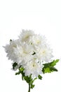 White chrysanthemum bush