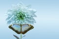 White chrysanthemum and butterfly Royalty Free Stock Photo