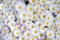 White chrysanthemum carpet background