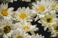 White Chrysanthemum, chrysanthemum, beautiful shape, colorful, easy to plant, Royalty Free Stock Photo