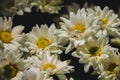 White Chrysanthemum, chrysanthemum, beautiful shape, colorful, easy to plant, Royalty Free Stock Photo