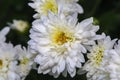 White Chrysanthemum Closeup Royalty Free Stock Photo