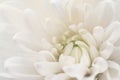 White Chrysanthemum closeup Royalty Free Stock Photo