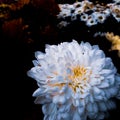 White chrysanthemum closeup photo Royalty Free Stock Photo