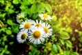 White chrysanthemum closeup with selective focus. Nature Royalty Free Stock Photo