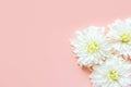White chrysanthemum daisy flowers on light pink background. Wedding engagement romantic concept. Birthday Valentines mothers day Royalty Free Stock Photo