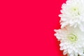 White chrysanthemum daisy flowers on magenta pink background. Wedding engagement romantic concept. Birthday Valentines mothers day Royalty Free Stock Photo